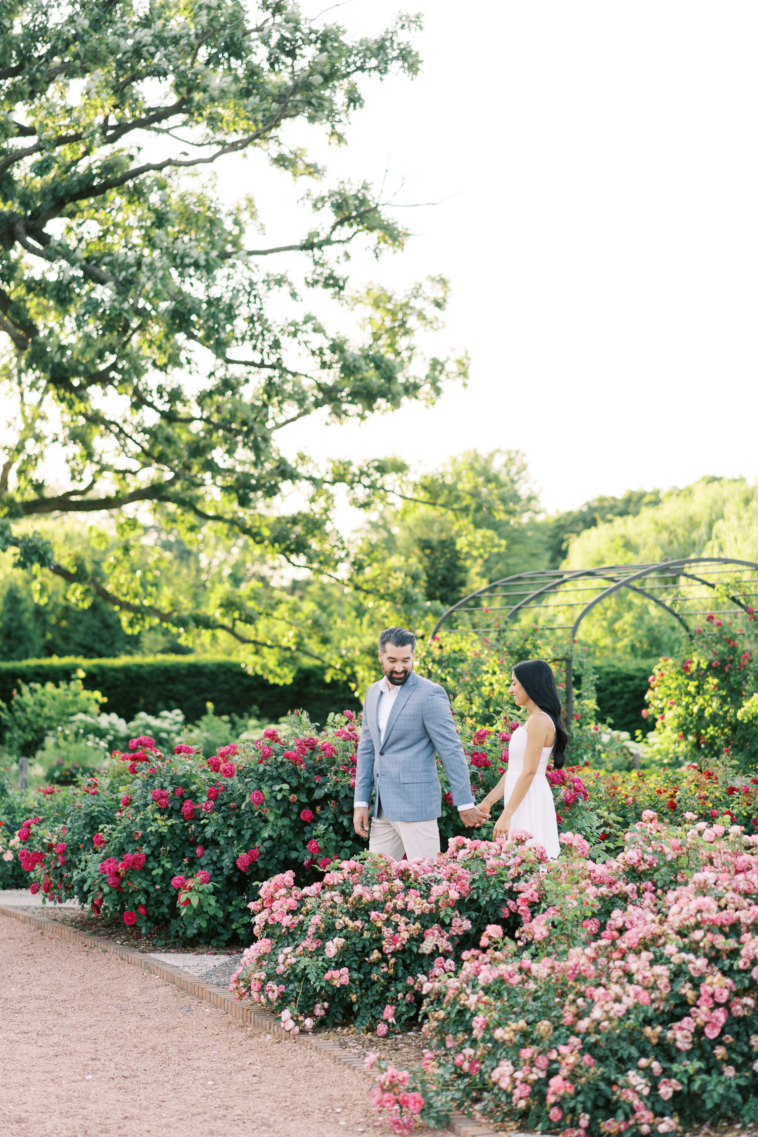 Cantigny Park Engagement Session with rose garden